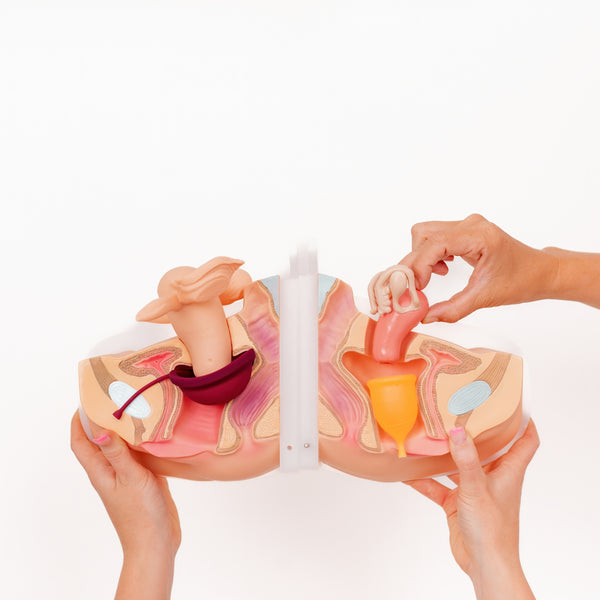 Load image into Gallery viewer, Medium Period Disc