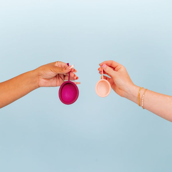 Steamer + Disc Bundle